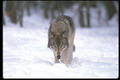 wolf_49.jpg
