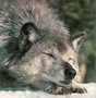wolf_55.jpg