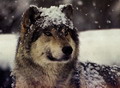 wolf_63.jpg